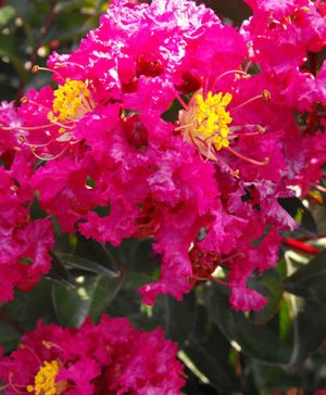 Crepe Myrtle Lagerstroemia Rouge