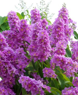 Crepe Myrtle Lagerstroemia Violet