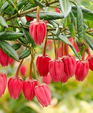 Crinodendron hookerianum