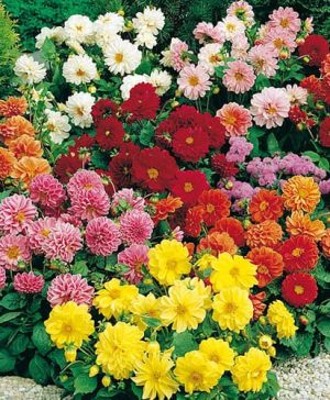 Dahlia Figaro Mixed Seeds