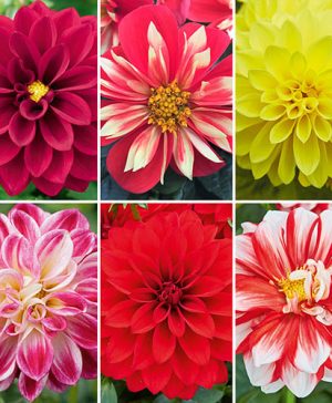 Dahlia Lubega Collection