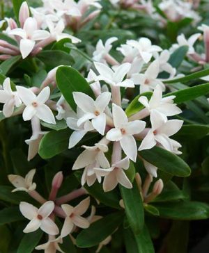 Daphne Eternal Fragrance