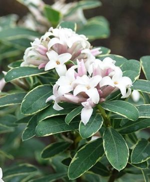 Daphne x transatlantica Summer Ice