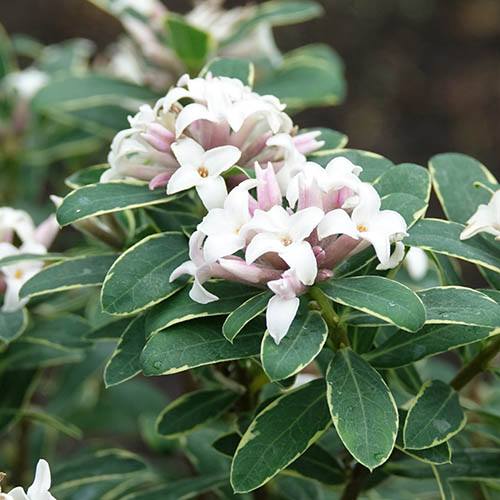 Daphne x transatlantica Summer Ice