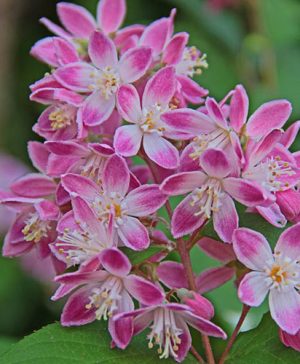 Deutzia Strawberry Fields