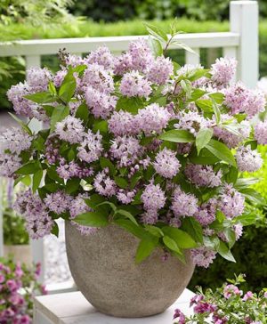 Deutzia hybrida Rasberry Sundae