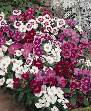 Dianthus Festival Mix