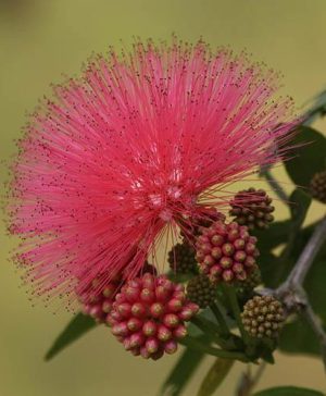 Dixie Pink Powder Puff Tree