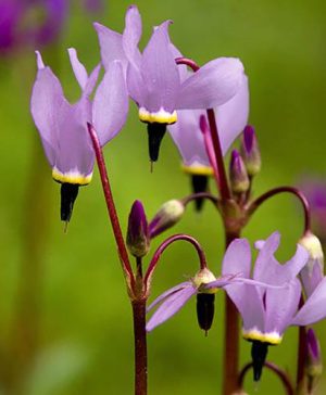 Dodecatheon meadia (Shooting Stars)