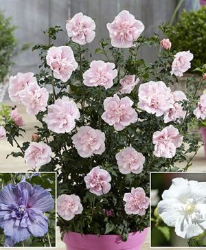 Double Flowered Chiffon Hibiscus Collection