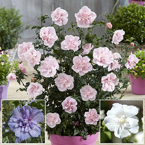 Double Flowered Chiffon Hibiscus Collection