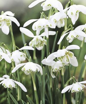 Double-Flowered Snowdrops In The Green