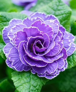 Double Primrose Primula Belarina Amethyst Ice