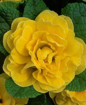 Double Primrose Primula Belarina Buttercup