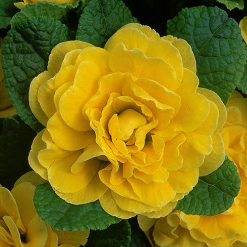 Double Primrose Primula Belarina Buttercup