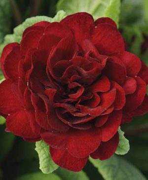 Double Primrose Primula Belarina Valentine Red