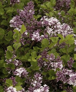 Dwarf Patio Lilac Palibin