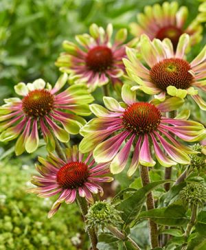 Echinacea Green Twister