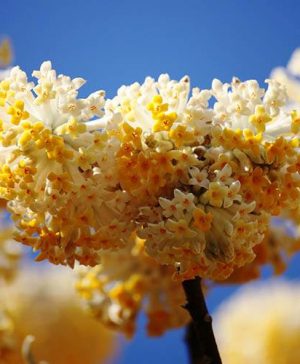 Edgeworthia chrysantha Grandiflora Paperbush