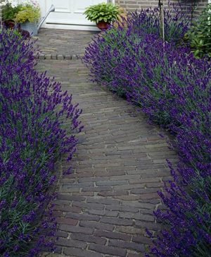 English Lavender Hidcote