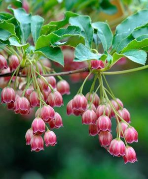 Enkianthus campanulatus Red Bells