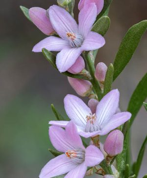 Eriostemon myoporoides Flower Girl Pink
