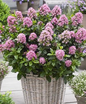 Escallonia laevis Pink Elle