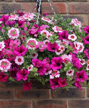 Eton Mess Pre-Planted Basket