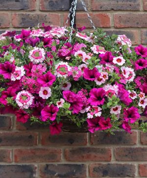 Eton Mess Pre-Planted Baskets