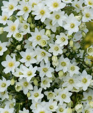 Evergreen Clematis Cartmanii Joe