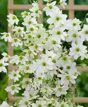 Evergreen Clematis Early Sensation