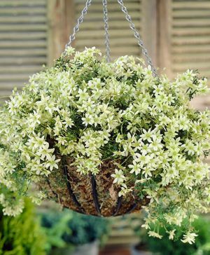 Evergreen Clematis Pixie