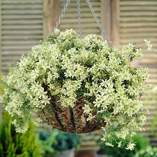 Evergreen Clematis Pixie