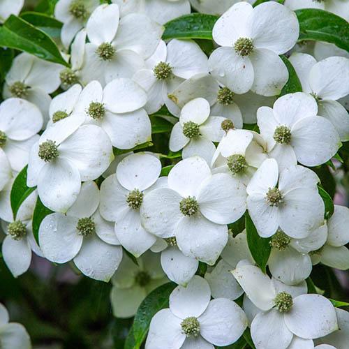 Evergreen Cornus angustata Dogwood Empress of China