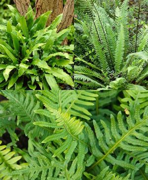 Evergreen Hardy Fern Collection - 3 varieties