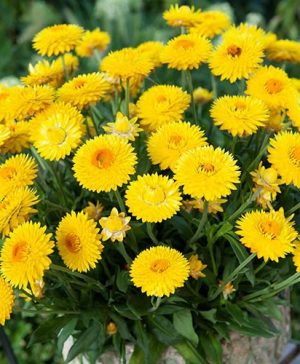 Everlasting Flower Xerochrysum granvia Gold - Crispy Touch