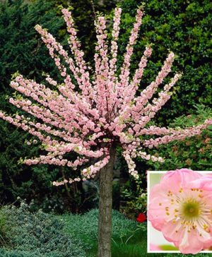 Flowering Cherry Almond Prunus triloba Standard