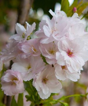 Flowering Cherry Amanogawa