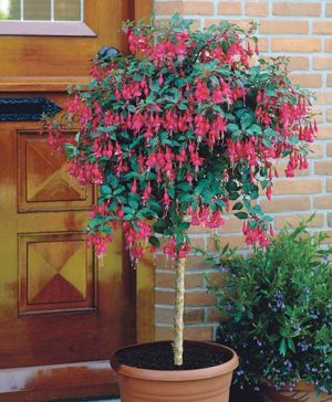 Flowering Fuchsia Tree