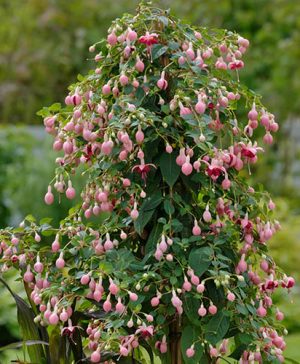 Flowering Fuchsia pyramid