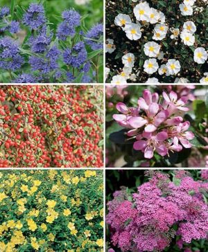 Flowering Shrub Collection