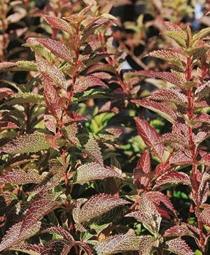 Forsythia viridissima var. koreana Kumson