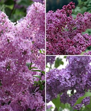 Fragrant French Lilac Collection
