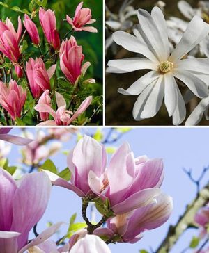 Fragrant Magnolia Collection