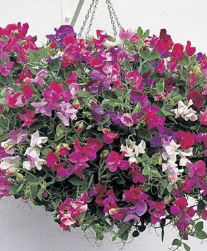 Fragrant Trailing Sweet Peas