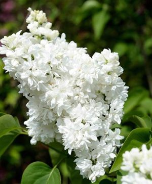 French Lilac Syringa vulgaris 'Madame Lemoine