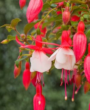 Fuchsia Alice Hoffman