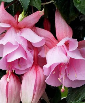 Fuchsia Julie Horton