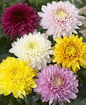Garden Chrysanthemum Collection