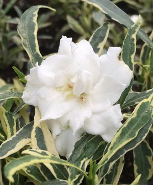 Gardenia Golden Crown